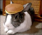 rabbit_pancake.jpg